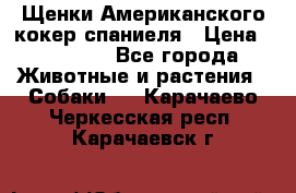 Щенки Американского кокер спаниеля › Цена ­ 15 000 - Все города Животные и растения » Собаки   . Карачаево-Черкесская респ.,Карачаевск г.